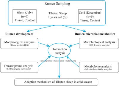 Multi-Omics Reveals That the Rumen Transcriptome, Microbiome, and Its Metabolome Co-regulate Cold Season Adaptability of <mark class="highlighted">Tibetan Sheep</mark>